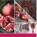 Sparkling Winterberry Candela Grande Sparkling Winterberry Candela Grande