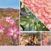 Desert Blooms Candela Media